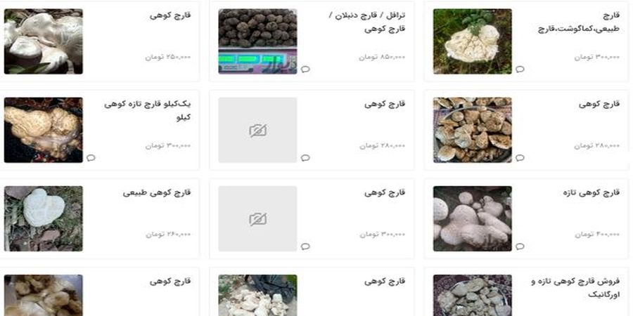 قیمت قارچ‌های وحشی سر به فلک کشید