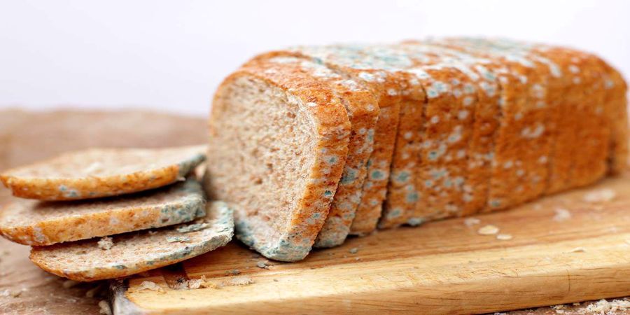 اگر اشتباهی کپک خوردیم این بلا سرمان می آید