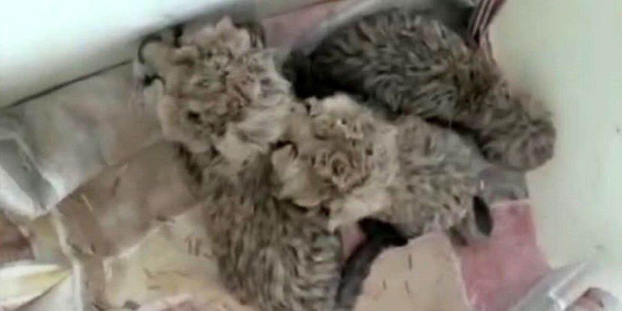 دومین توله یوز آسیایی تلف شد!