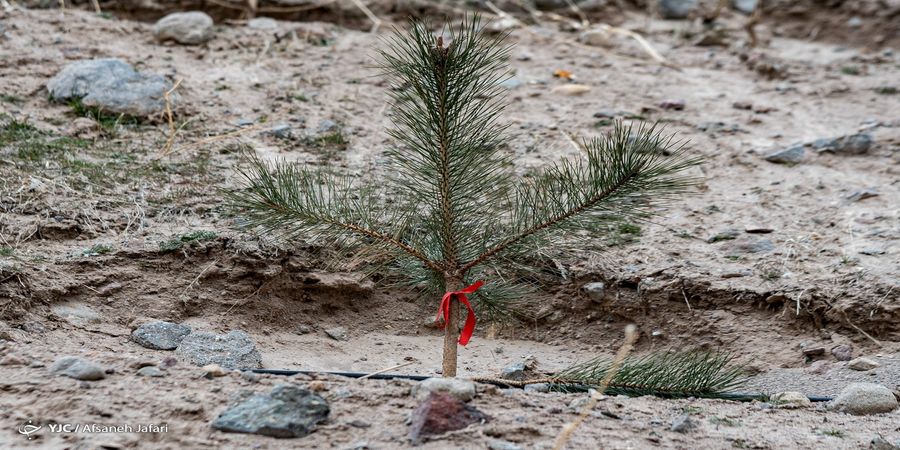 تصاویر| قامت کوتاه درخت، سقف بلند ساختمان‎‌ها