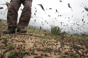 از حمله ملخ‌ها به کشور جه خبر؟
