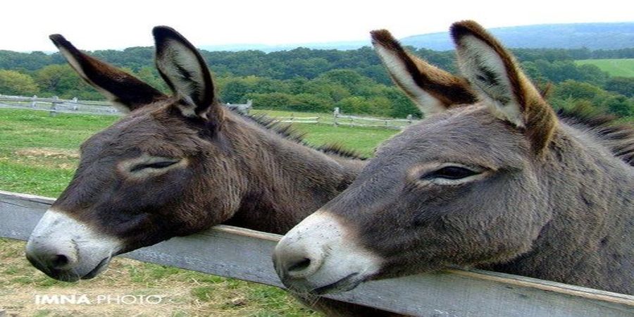 قیمت الاغ  هم در ایران  گران شد 