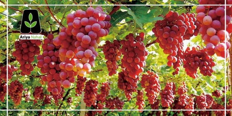 این میوه، یک صبحانه کامل است 
