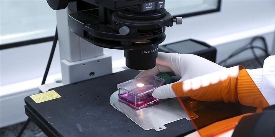 آبله میمونی به آمریکای لاتین رسید