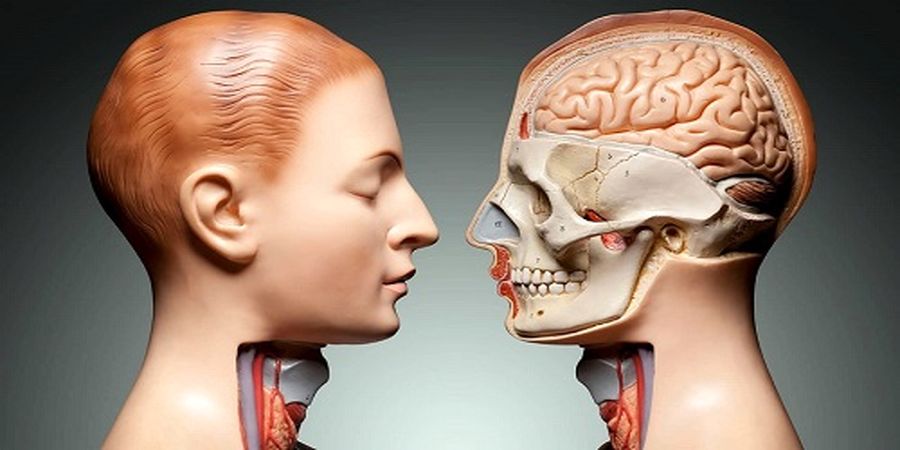 بدون این 11 عضو بدن هم می توان زندگی کرد!