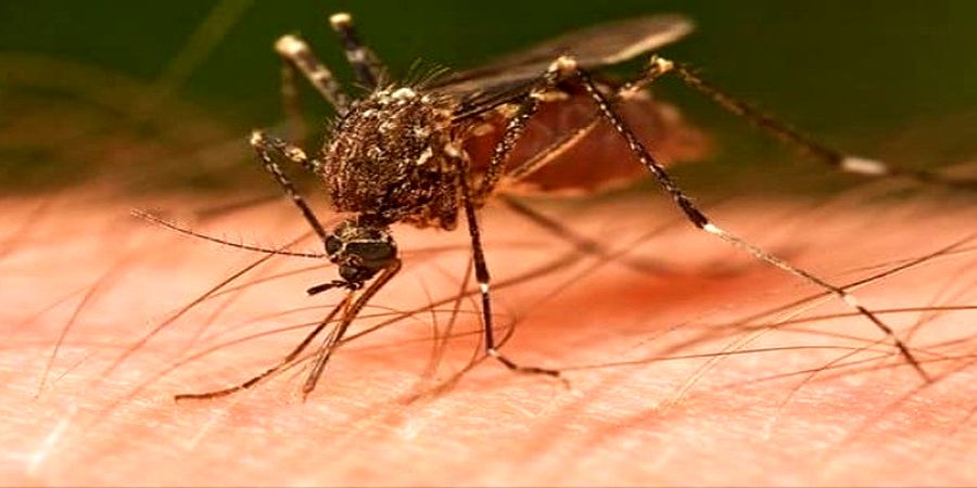 پشه‌ها این افراد را کمتر نیش می‌زنند
