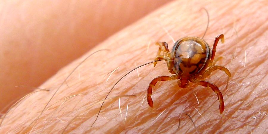 علائم اولیه بیماری تب کریمه کنگو اعلام شد